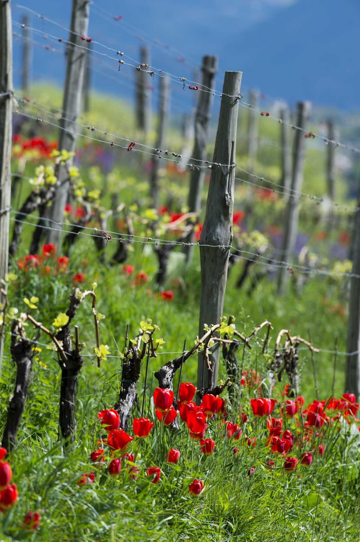 Poppies near grapevines