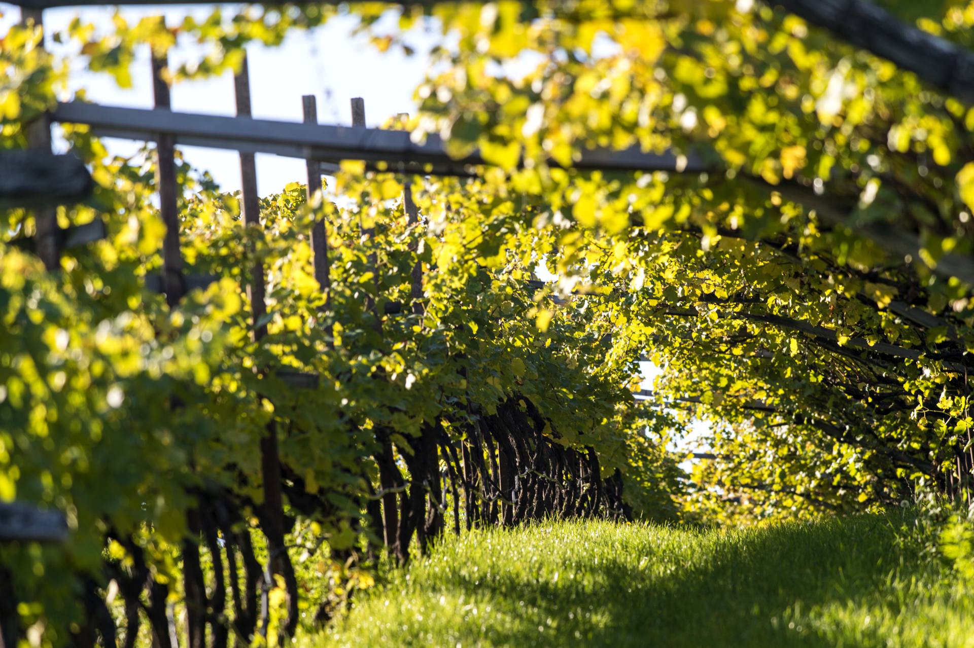 Eppan is the largest wine-growing region in South Tyrol.
