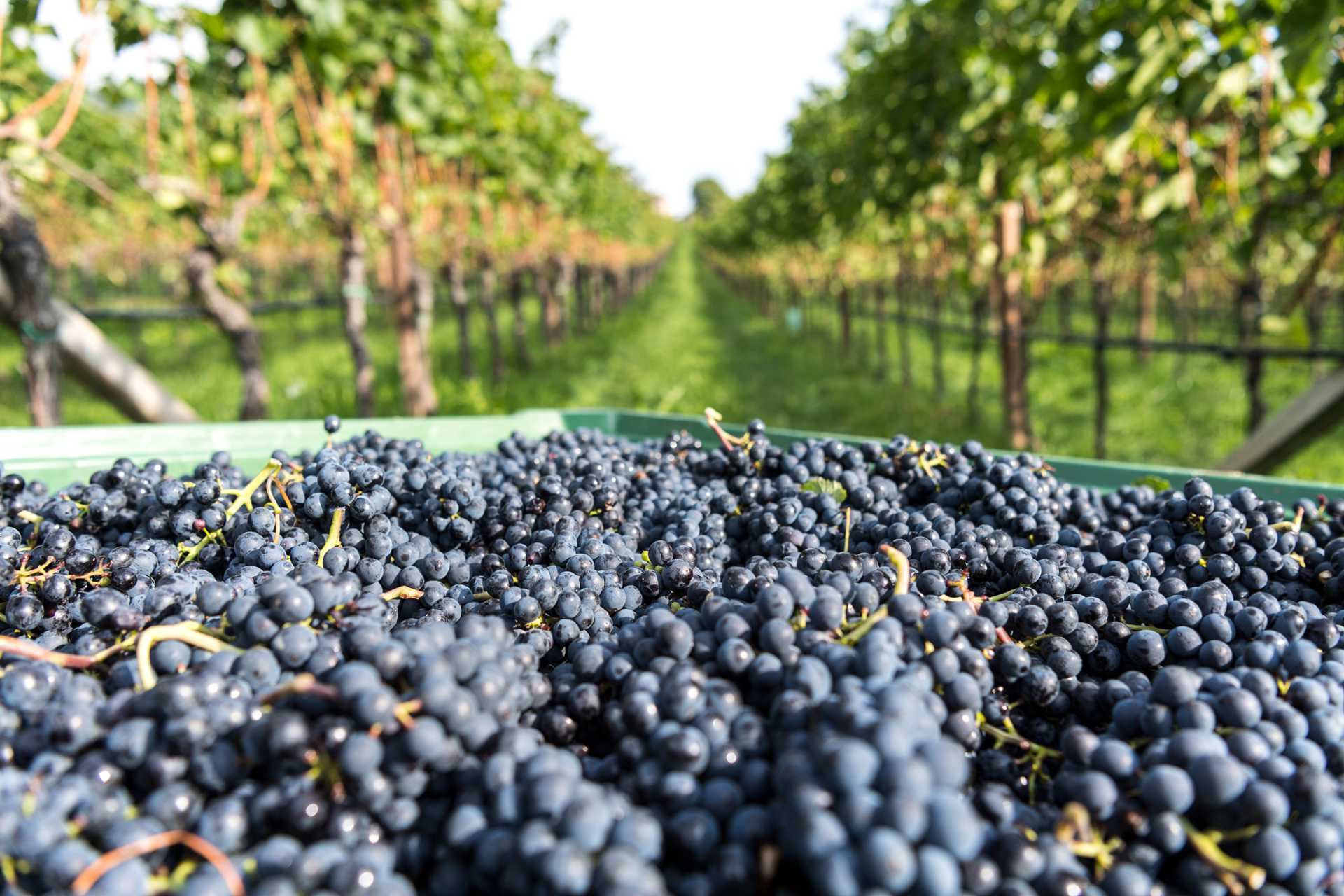 Sono stati raccolti molti grappoli d'uva