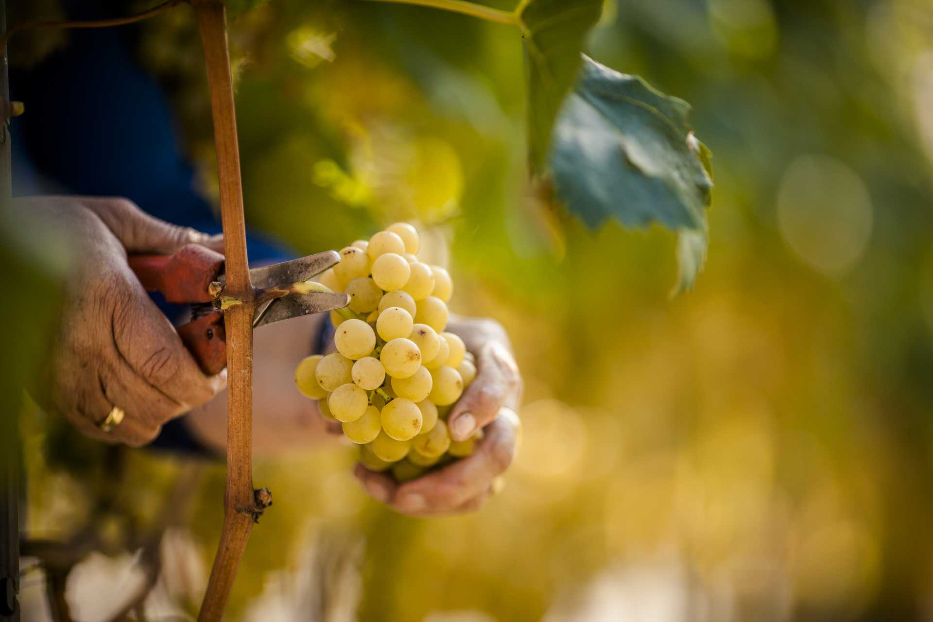 vendemmia bianca