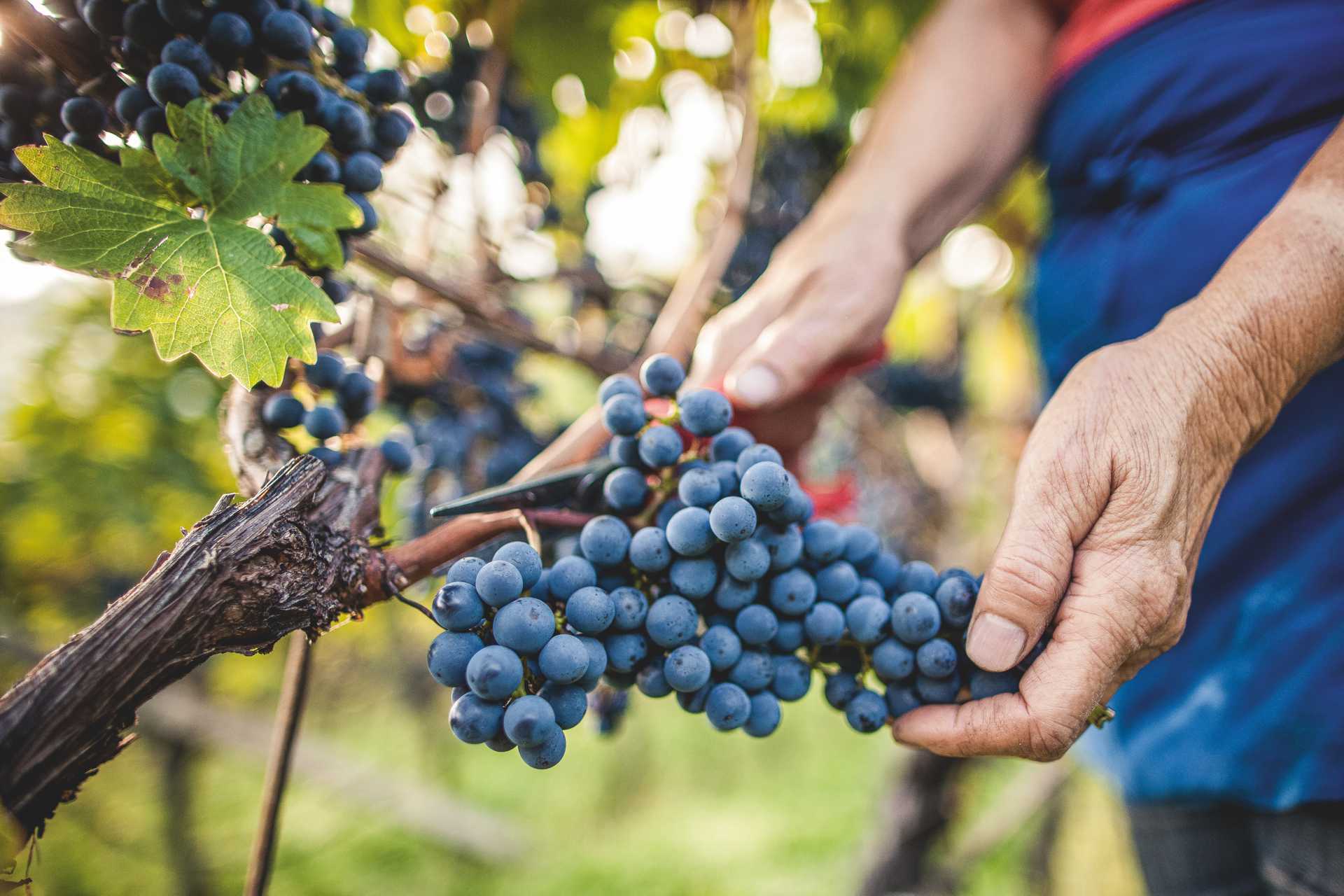 Here, the grape harvest is called "Wimmen". Wine harvest - "Wimmen"