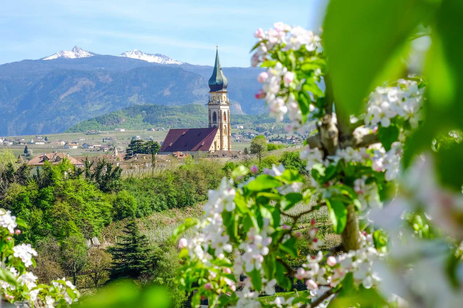 Apple blossoms can be admired everywhere in Eppan. St. Paul's Cathedral with apple blossoms