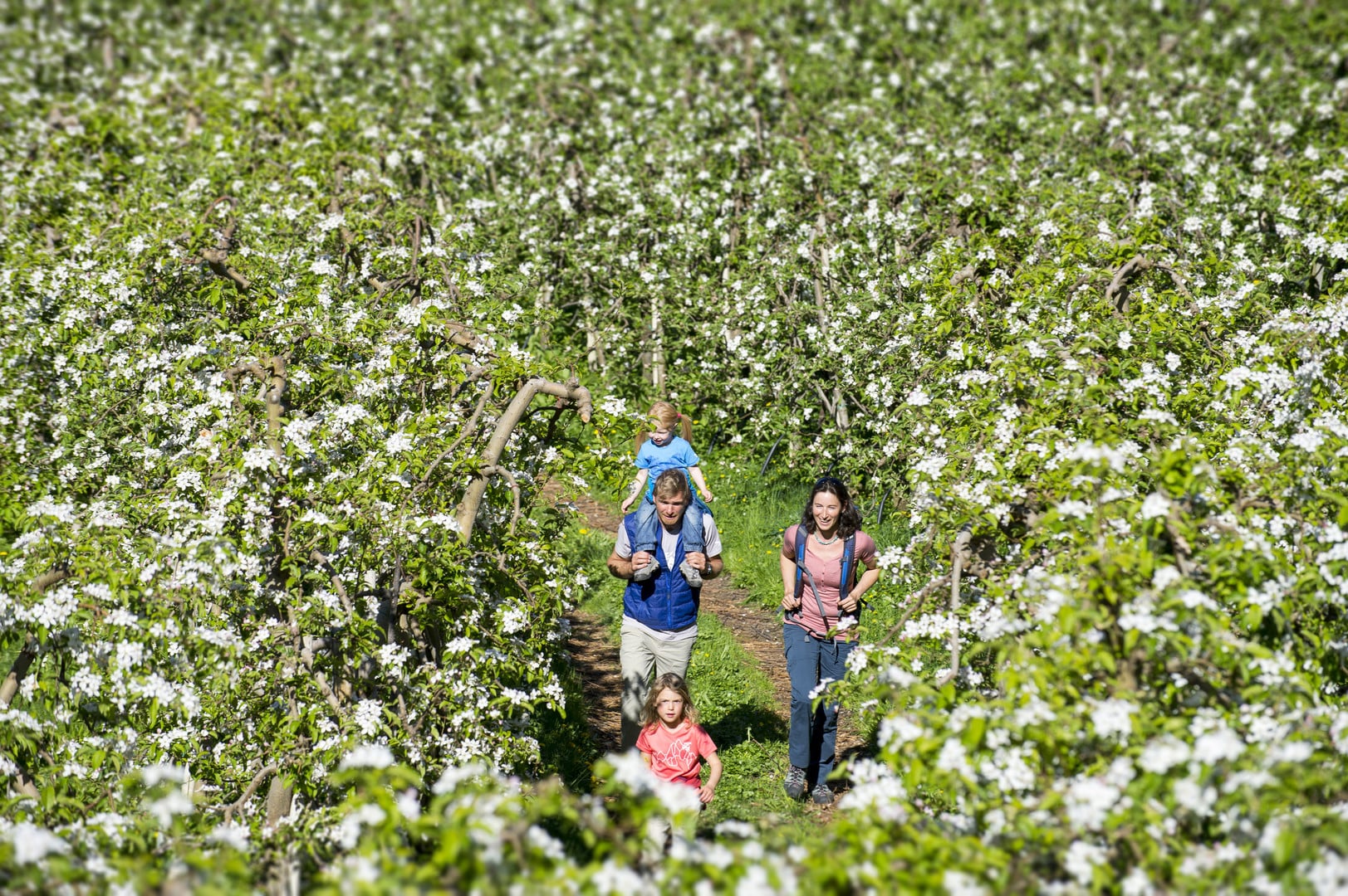 Family hike through a sea of blossoms in the apple trees