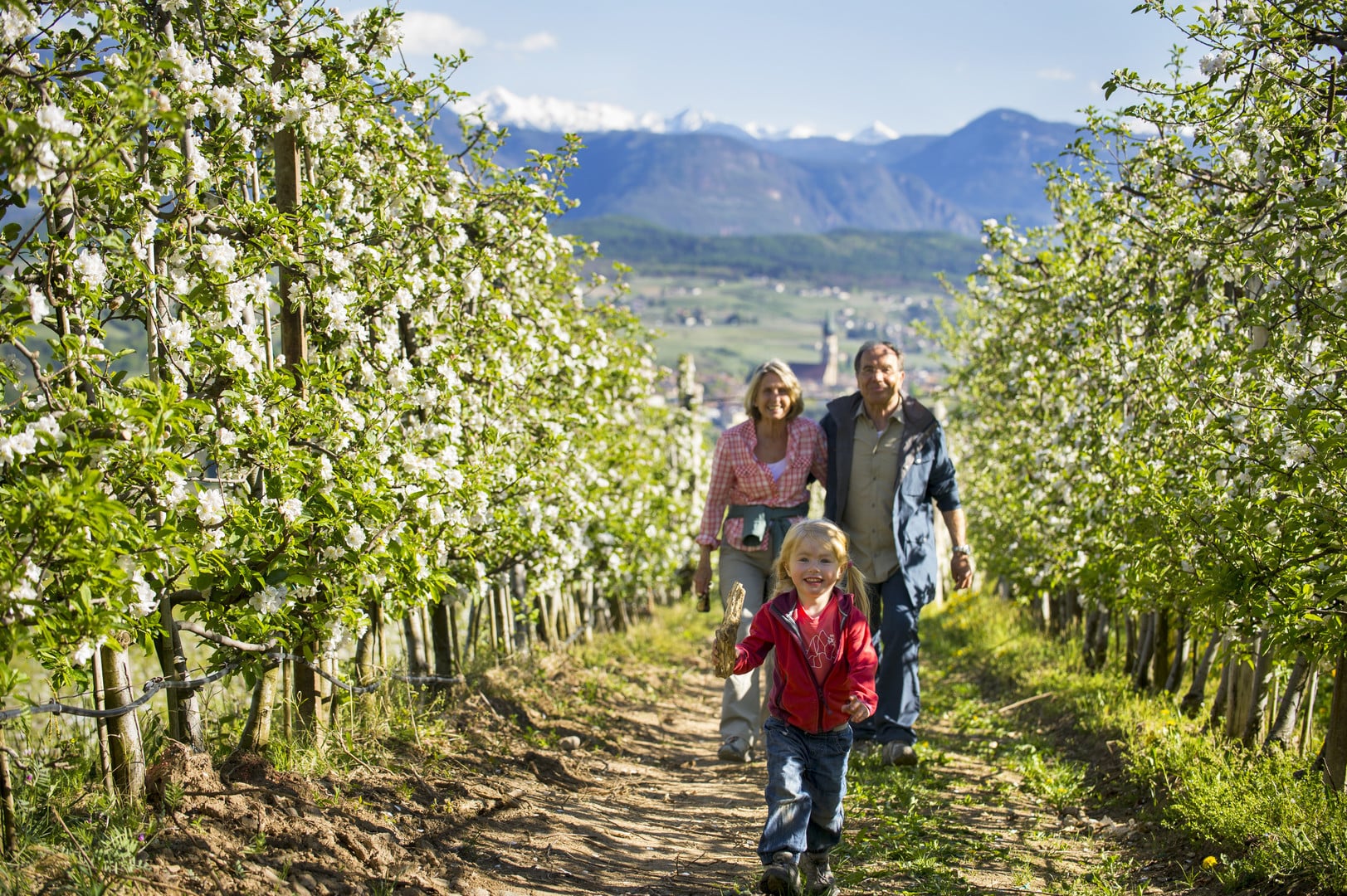 Family hike through the blossoming apple trees